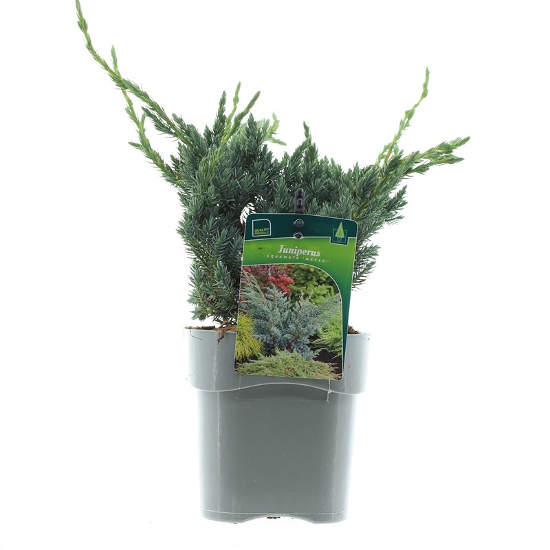 Можжевельник чешуйчатый Мейери